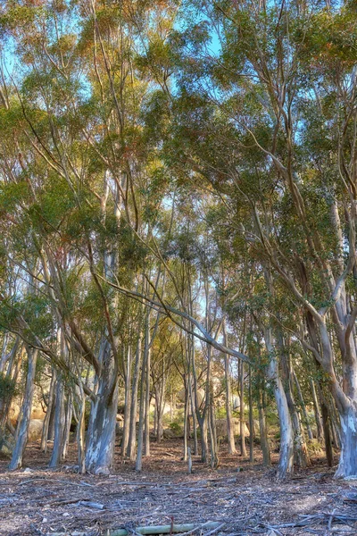 Landscape Eucalyptus Gum Trees Growing Quiet Woods Table Mountain Cape — Foto de Stock