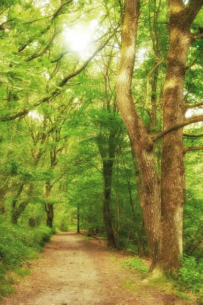 Perspective View Forest Tree Path Surrounded Green Conifers Woodland Walking — Stockfoto