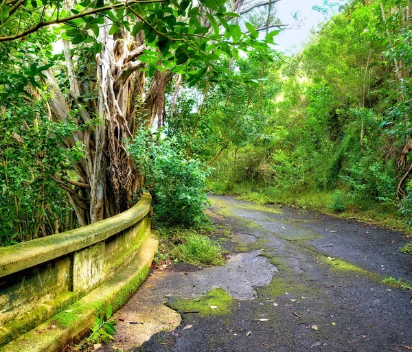 Abandoned mountain road in a rainforest. Native indigenous forests of Oahu near the old Pali Highway Crossing in Hawaii. Overgrown wilderness in a mysterious landscape. Hidden wonders on hiking trail.