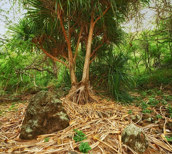 Тропические Деревья Тропических Лесах Оаху Пышная Зеленая Пустыня Гавайях Дикая — стоковое фото