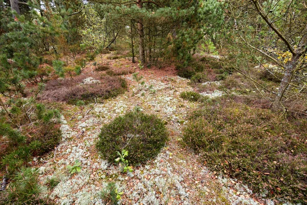 Landscape Fir Cedar Pine Trees Growing Quiet Woods Germany Environmental —  Fotos de Stock