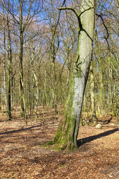 Árvores Sem Folhas Uma Floresta Com Pouco Rebrota Desenvolvendo Início — Fotografia de Stock