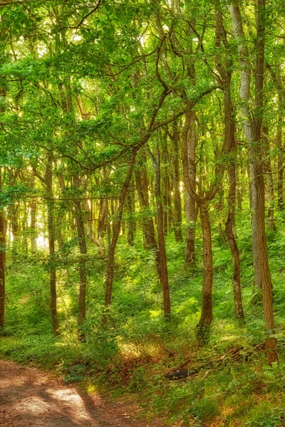 Деревья Лесу Солнечными Лучами Ранним Утром Летающие Низко Между Деревьями — стоковое фото