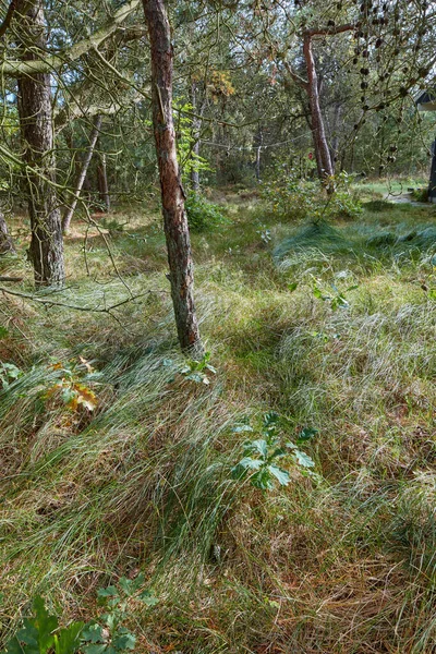 Uma Bela Floresta Pinheiros Selvagens Com Grama Verde Exuberante Folhagem — Fotografia de Stock