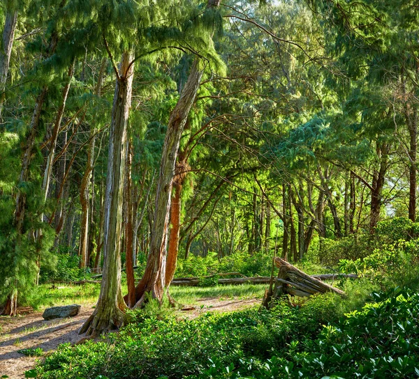 Hermosos Árboles Oahu Hawai Soleado Día Verano Corteza Árboles Aire — Foto de Stock