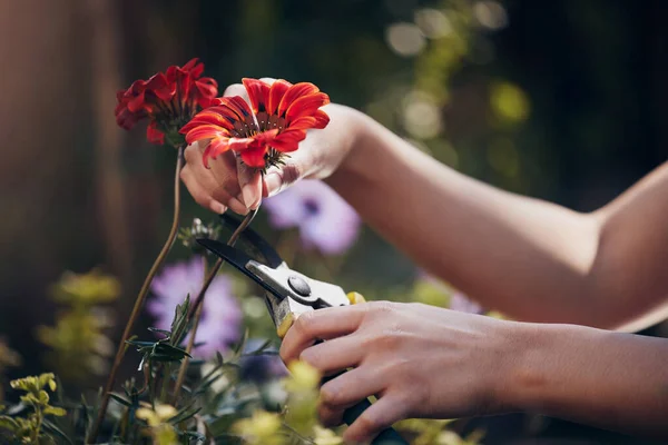 Strzał Nierozpoznawalnej Kwiaciarki Pracującej Roślinami Szkółce — Zdjęcie stockowe
