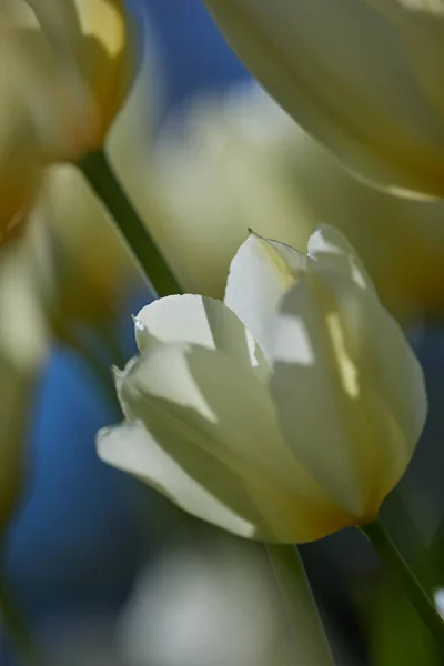 White Charm Tulip Flowers Growing Garden Outdoors Closeup Beautiful Flowering — Stok fotoğraf