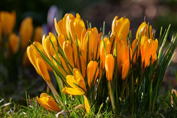 Jasnożółty Piękny Crocus Rośnie Natura Żywe Nisko Rosnące Kwiaty Kwitnące — Zdjęcie stockowe