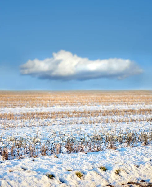 White snow covered ground in Denmark on a cold winter day with copyspace. Frosty field preserved in ice, twigs and grass under a snow blanket in an open field or rural landscape with copy space.