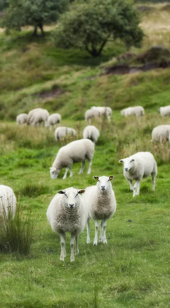 Flock Sheep Outdoors Farm Grazing Bright Green Pasture Meadow Grass — ストック写真