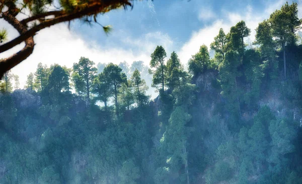 Landscape Pine Tree Forest Mountain Misty Nature Scenery Trees Lush — Photo