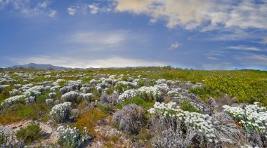 Indigenous Fynbos found on Table Mountain National Park, Cape Town, South Africa. Wild flowers under a blue sky with copy space. Nature landscape of bush plants growing on a field in spring clipart