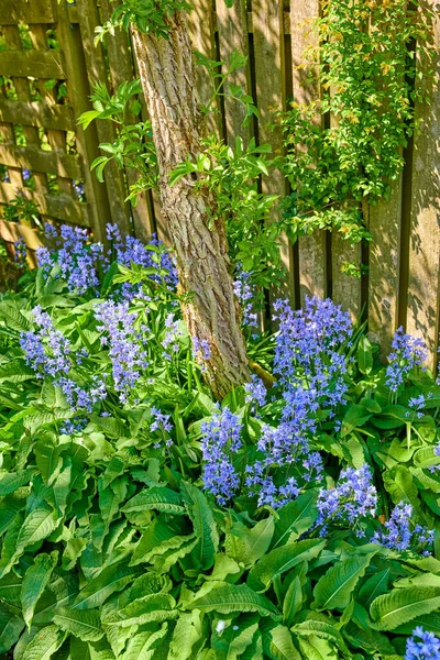 Bluebells Kwiaty Rosnące Ogrodzie Podwórkowym Między Bujne Zielone Liście Dzikie — Zdjęcie stockowe