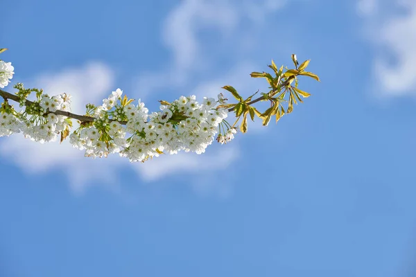 Pure Witte Mirabelle Prunus Domestica Bloemen Groeien Een Pruimenboom Een — Stockfoto