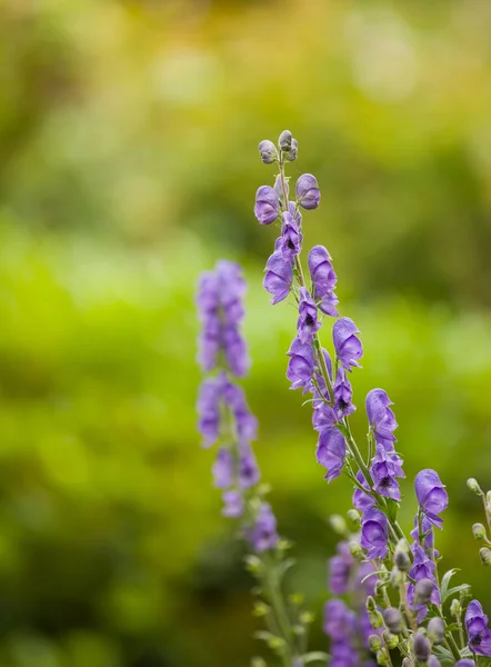 Closeup Purple Foxgloves Blooming Its Natural Environment Summer Digitalis Purpurea — 스톡 사진