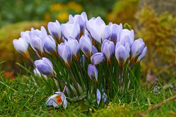 Closeup Fresh Crocus Flowers Growing Lawn Garden Bunch Purple Flowers — Stok fotoğraf