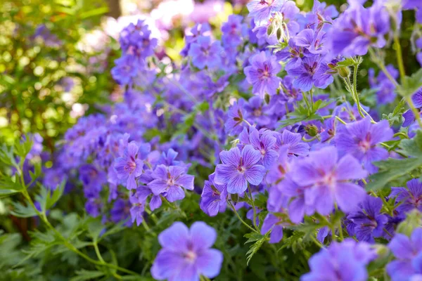 Wiesengeranien Blühen Einem Botanischen Garten Lila Pflanzen Wachsen Und Blühen — Stockfoto