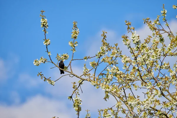 Blooming Mirabelle Flower Tree Bird Sitting Branch Cloudy Sky Background — Stok fotoğraf