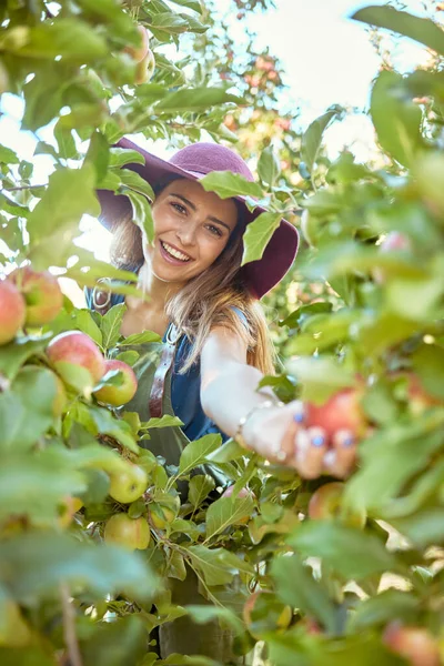 Portrait of one happy woman reaching to pick fresh red apple from trees on sustainable orchard farmland outside on sunny day. Cheerful farmer harvesting juicy organic fruit in season to eat.