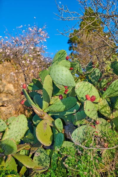 Feigenkaktus Außenbild Aus Spanien — Stockfoto