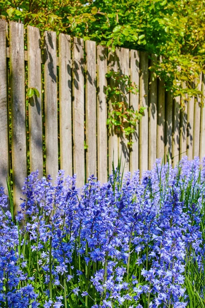 Landscape View Common Bluebell Flowers Growing Flowering Green Stems Private — Foto Stock