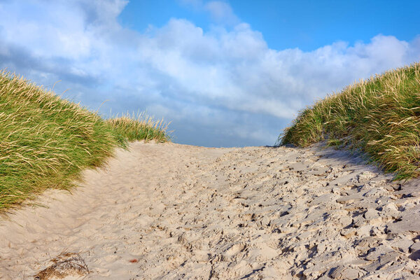 Восстановление песчаной тропы с пышной зеленой травой, растущей на пляже западного побережья Ютландии, Дания. Красивое голубое небо в теплый летний день над сухой песчаной дюной, расположенной на берегу залива.