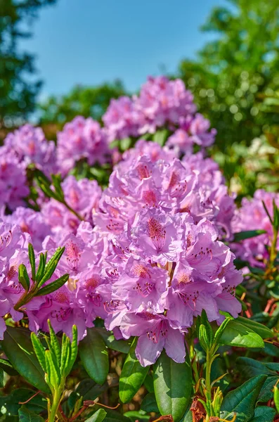 Series Photos Rhododendron Garden — Zdjęcie stockowe
