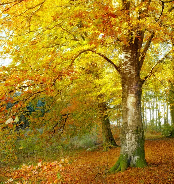 Autumn Forest Bright Sunlight Tall Trees Golden Brown Orange Yellow — Foto de Stock