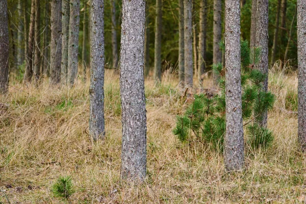 Las Sosnowy Suchą Trawą Zielonymi Roślinami Krajobraz Wielu Sosnowych Pni — Zdjęcie stockowe