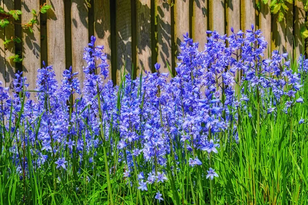 Closeup Fresh Bluebell Growing Green Garden Springtime Wooden Gate Background — Foto de Stock