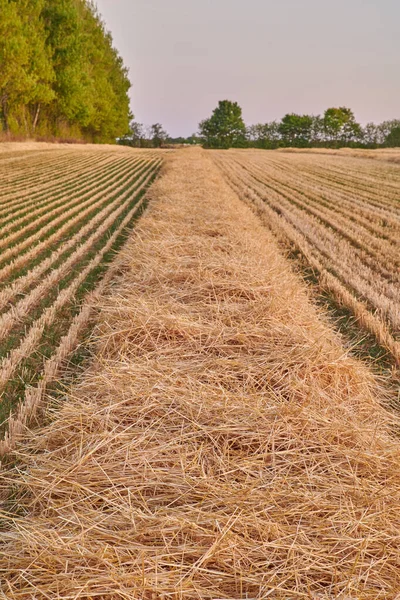 Rye Wheat Grain Growing Farm Remote Countryside Field Copy Space — Stock fotografie
