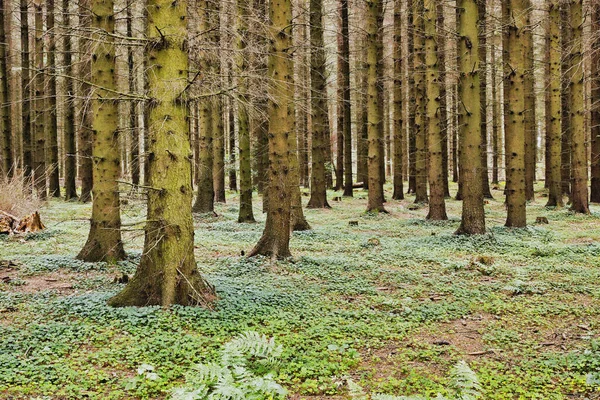 Danimarka Nın Güzel Yemyeşil Ormanları Doğada Fotokopi Uzayı Ile Uyum — Stok fotoğraf
