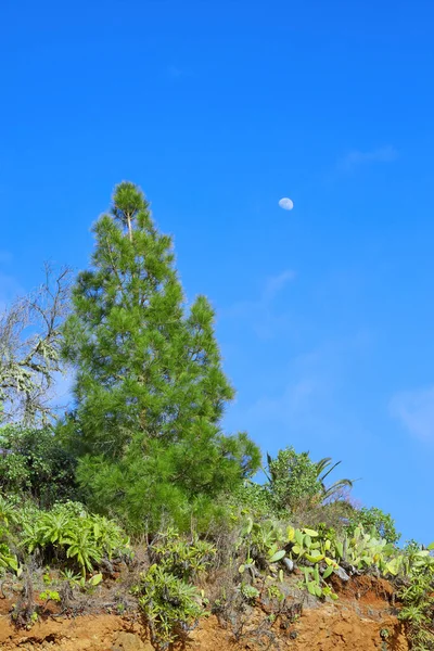 Beautiful View Tall Tree Growing Pine Forest Landscape Palma Canary — Foto de Stock