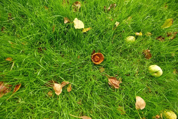 View Rotten Eaten Apple Lush Green Grass Lawn Background Copy — Fotografia de Stock