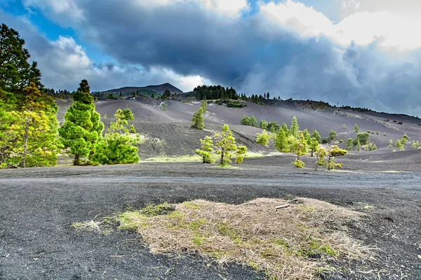 Landscape View Fir Cedar Pine Trees Growing Ash Volcanic Mountain — Foto de Stock