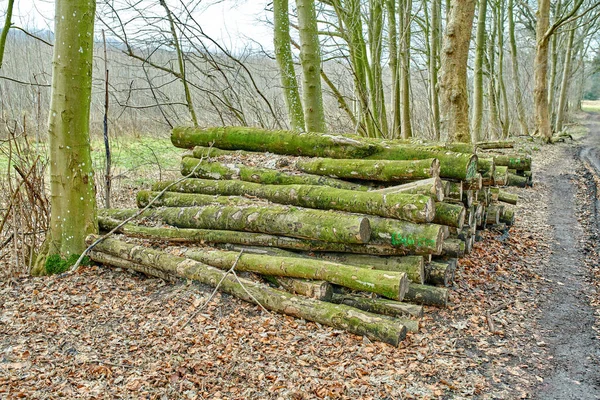 Deforestation and felling of forest woods in lumber industry for firewood and energy resource. Import and export of wood used as timber for building. Cut logs of beech trees stacked in a heaped pile.