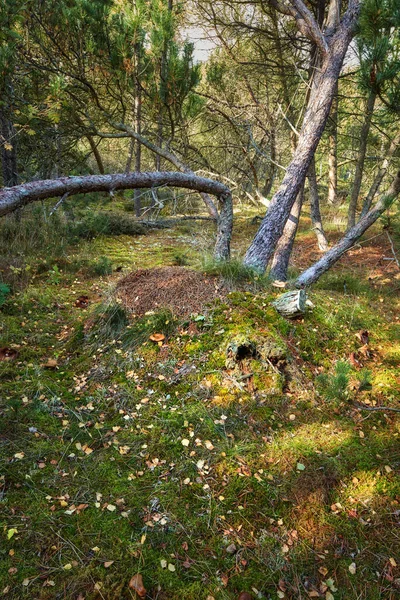 Lange Bomen Leunend Buiten Een Prachtig Groot Bos Een Zomerdag — Stockfoto