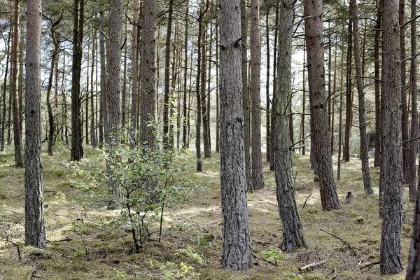 Bomen Bossen Van Alle Soorten Seizoenen — Stockfoto