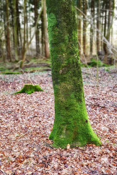 Her Çeşit Ağaç Orman Mevsim — Stok fotoğraf