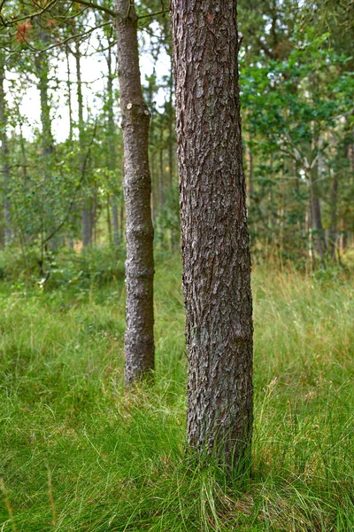 Bomen Bossen Van Alle Soorten Seizoenen — Stockfoto
