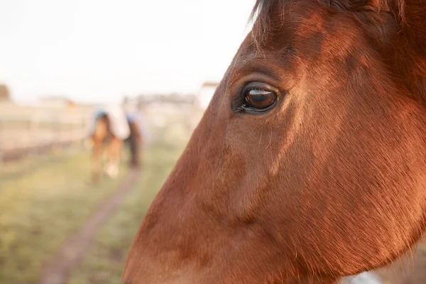 Shot Beautiful Horse Farm — Stockfoto