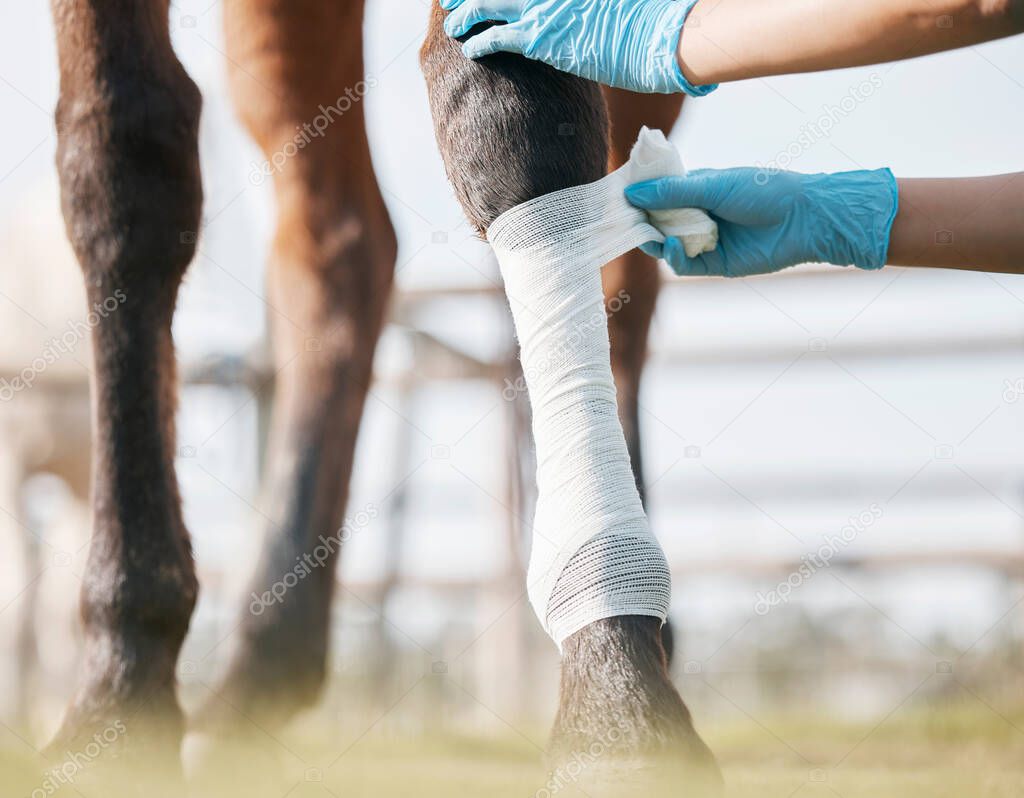 Cropped shot of an unrecognisable veterinarian wrapping a bandage around a horses leg on a farm.