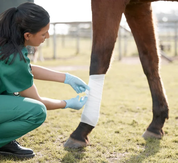 Shot Unrecognisable Veterinarian Wrapping Bandage Horses Leg Farm — Stock fotografie