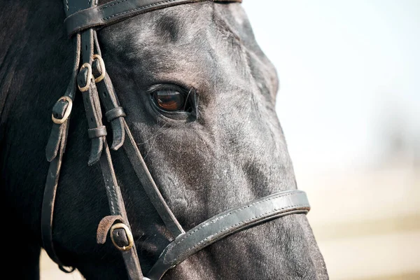 Closeup Shot Majestic Black Horse Fitted Bridle — Stockfoto