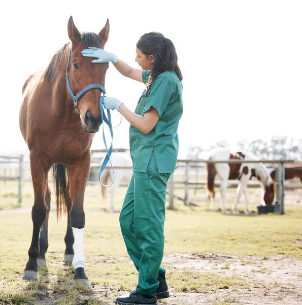 Full Length Shot Young Veterinarian Standing Alone Attending Horse Farm — Stock fotografie