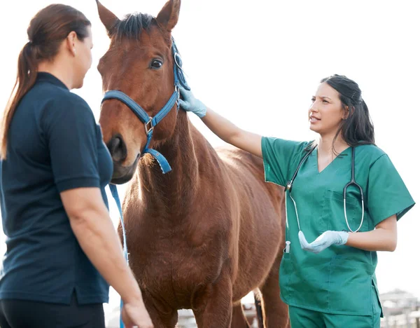 Zastřelen Atraktivní Mladý Veterinární Lékař Stojící Koněm Jeho Majitelem Farmě — Stock fotografie