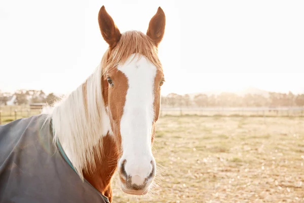 Shot Beautiful Horse Farm — Stock Fotó