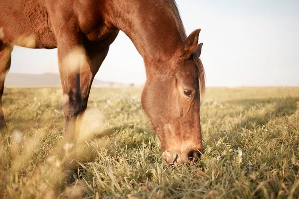 Shot of a beautiful horse on a farm.