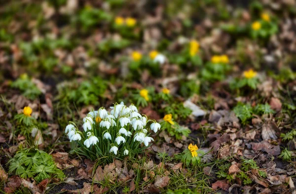 Common Snowdrop Galanthus Nivalis Closeup White Flowers Blooming Fallen Leaves — Zdjęcie stockowe