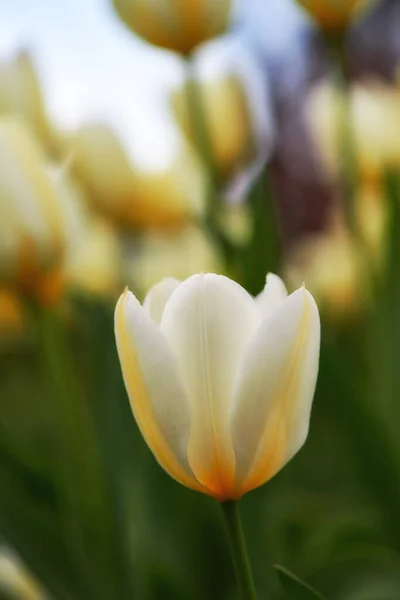 Baharın Ilk Zamanlarında Bahçemde Güzel Beyaz Laleler — Stok fotoğraf